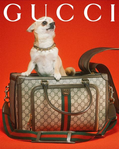 gucci dog print bag|gucci dog collar backpack.